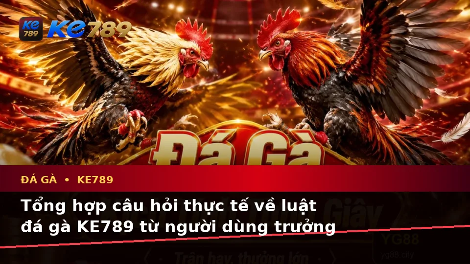 Đá Gà KE789 Tại ke789pg.city: Tổng Hợp Câu Hỏi Thực Tế Của Người Dùng Về Luật Và Quản Lý Phiên Chơi