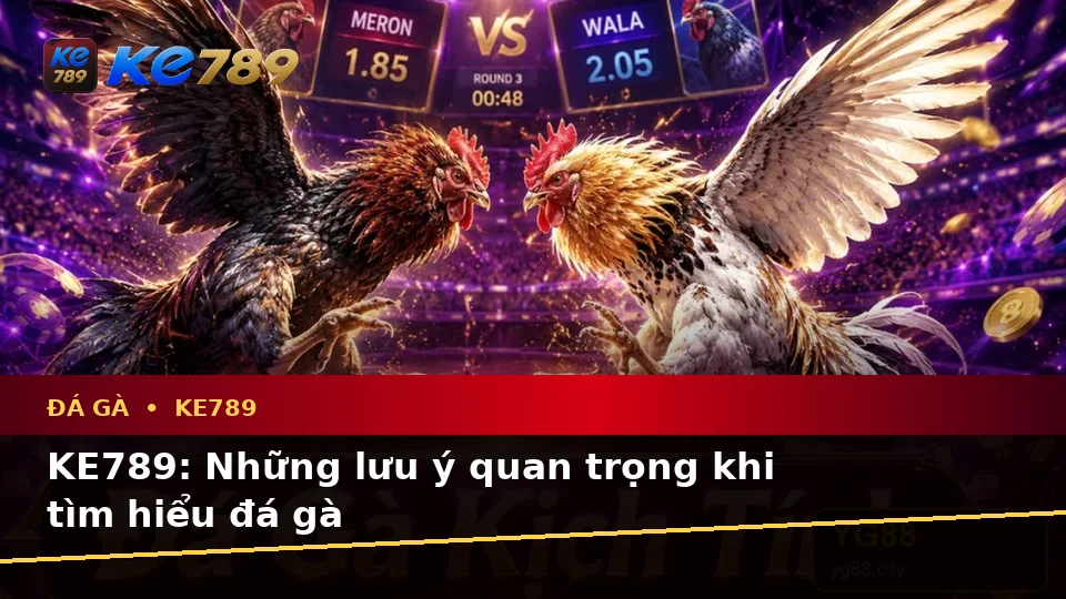 KE789: Những lưu ý quan trọng khi tìm hiểu đá gà